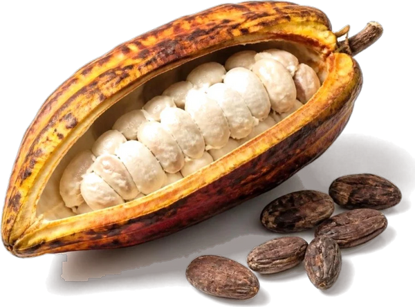 An open cacao pod with cacao beans